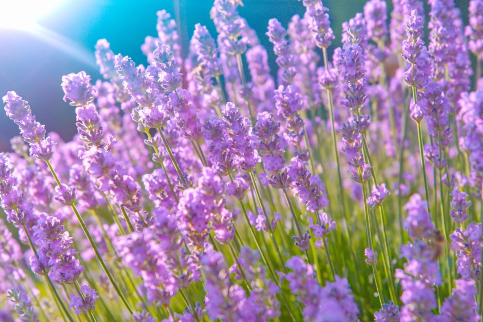 lavender blossoms in sun