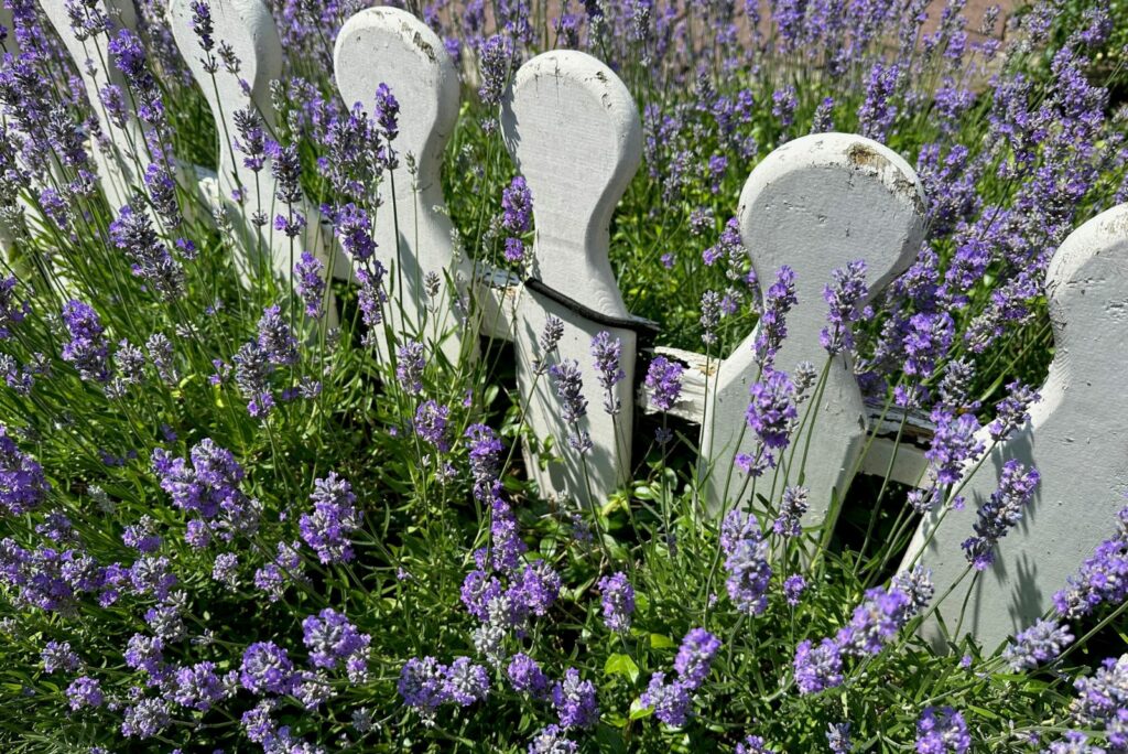 lavender by the fence