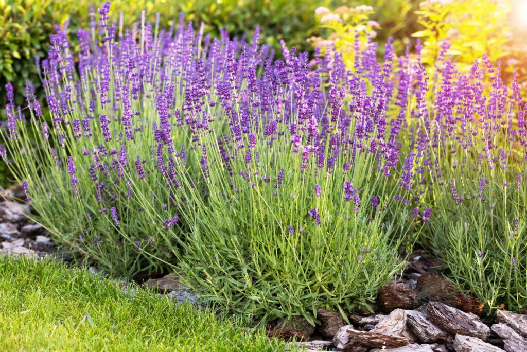 lavender densely planted in the garden