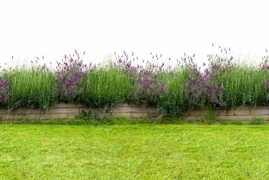 lavender in flower beds