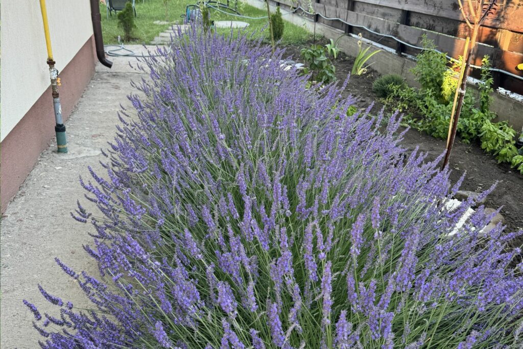 lavender in the garden