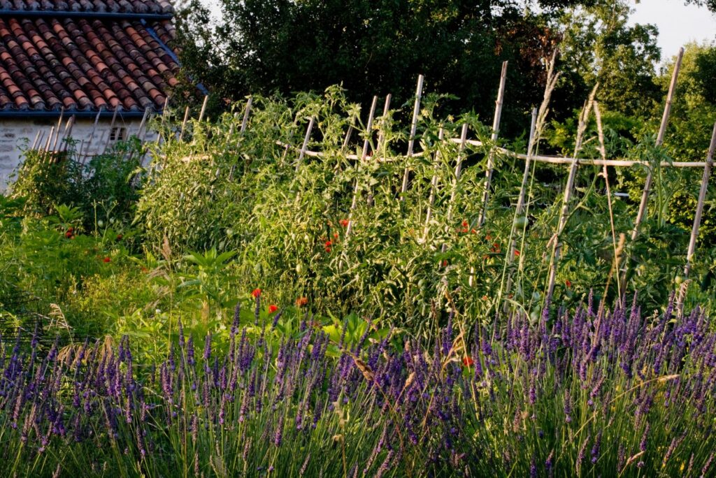 lavender next to vegetables