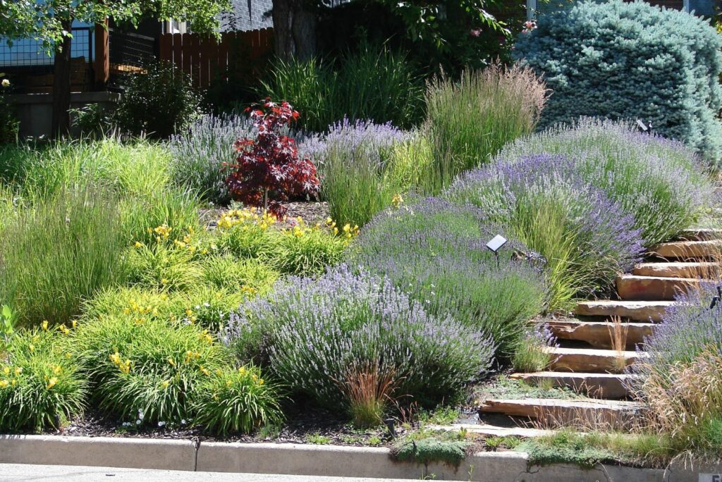 lavender planted along the stairs