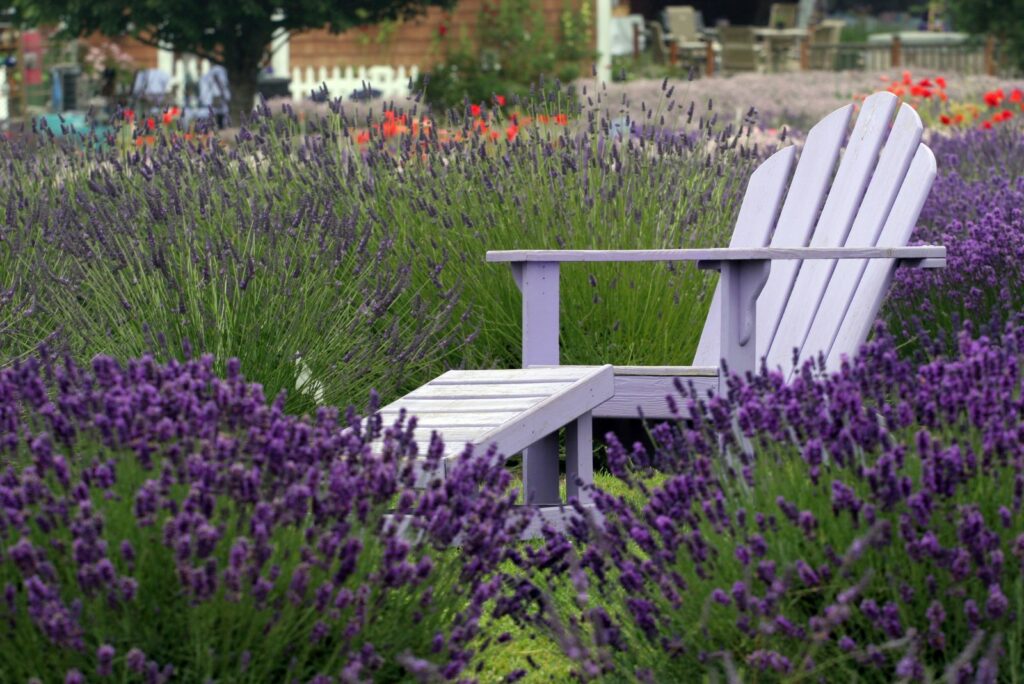 lavender planted in the garden