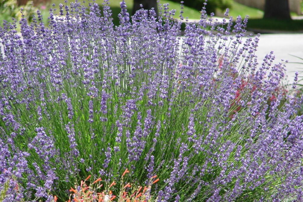 lavender xeriscape