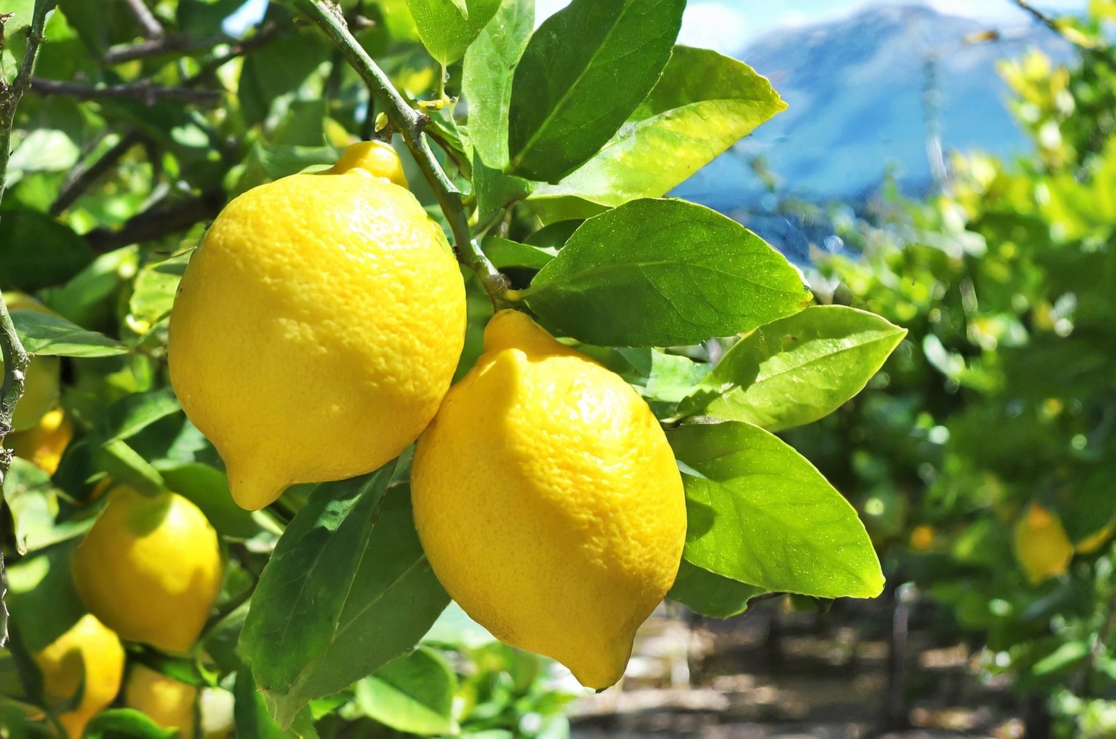 lemon tree