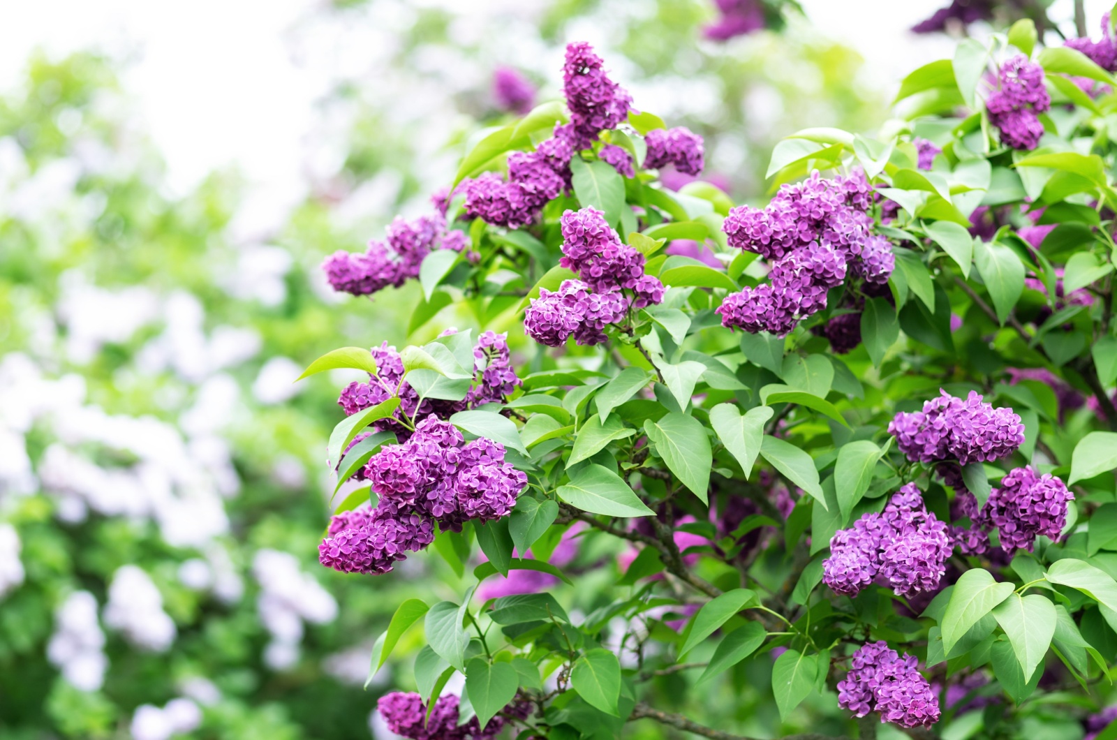 lilacs bush