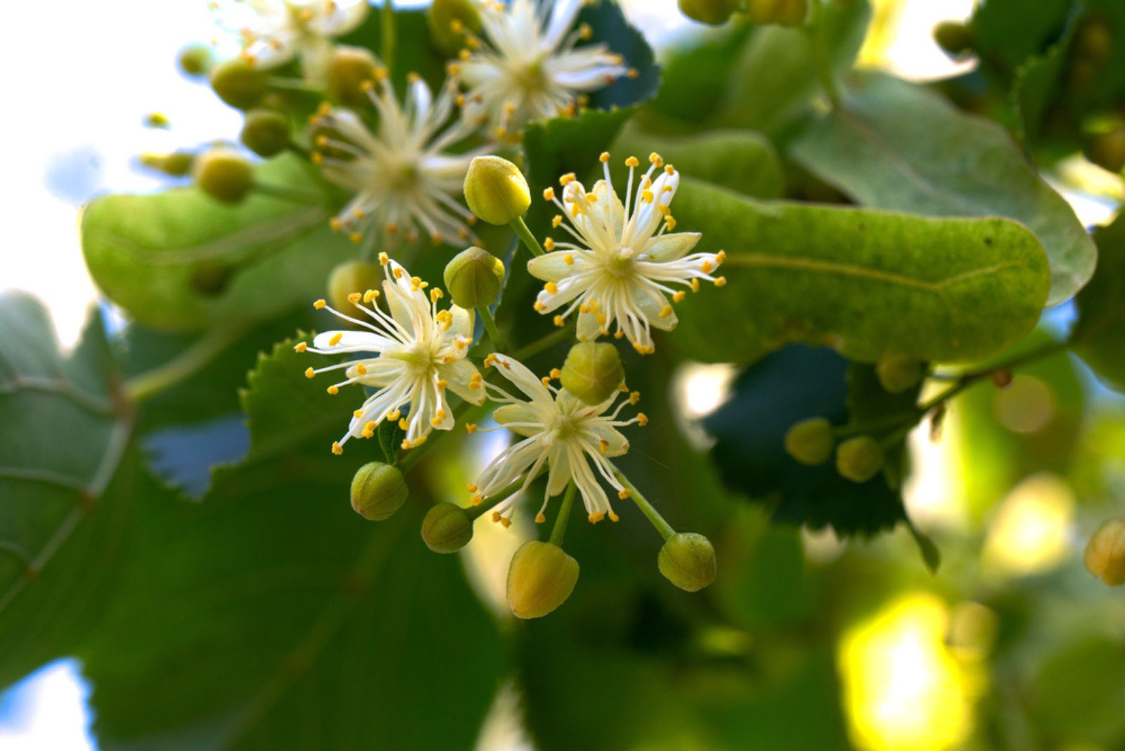 linden tree