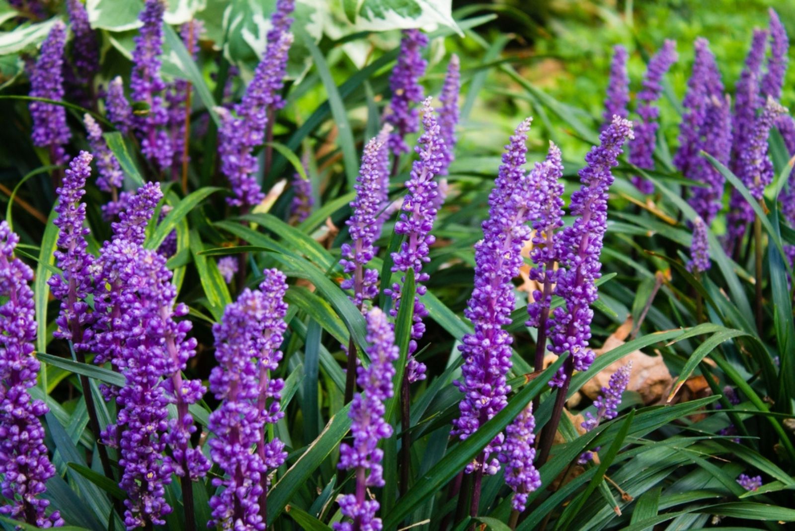 liriope