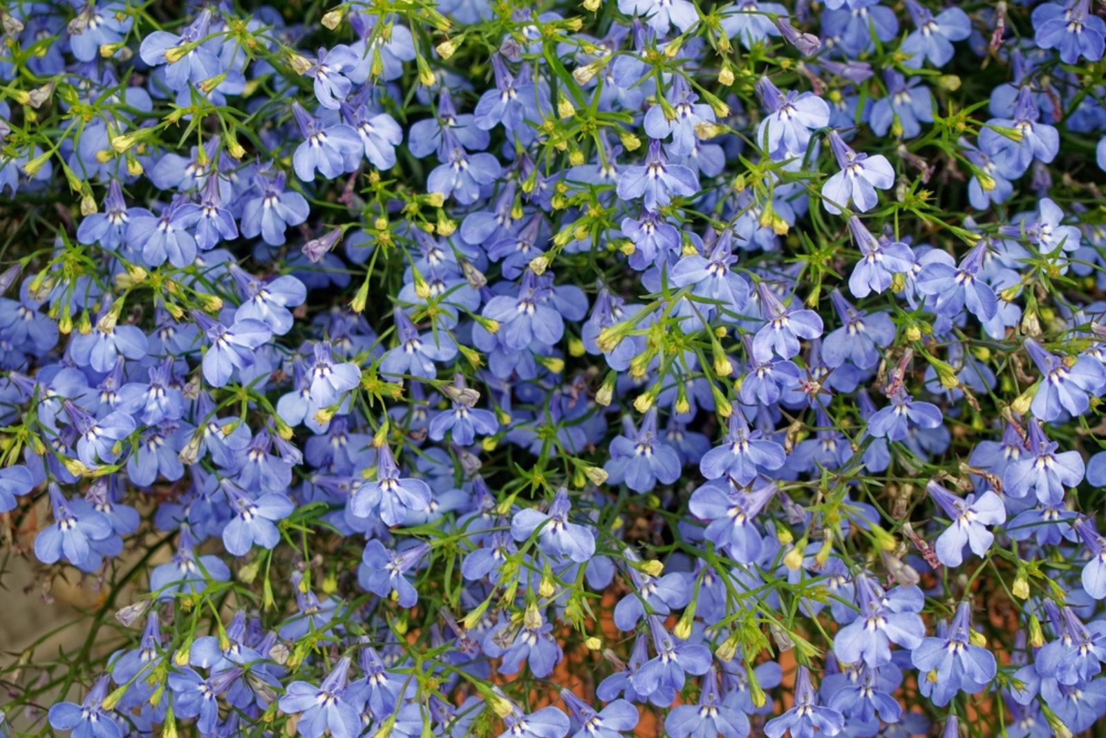 lobelia