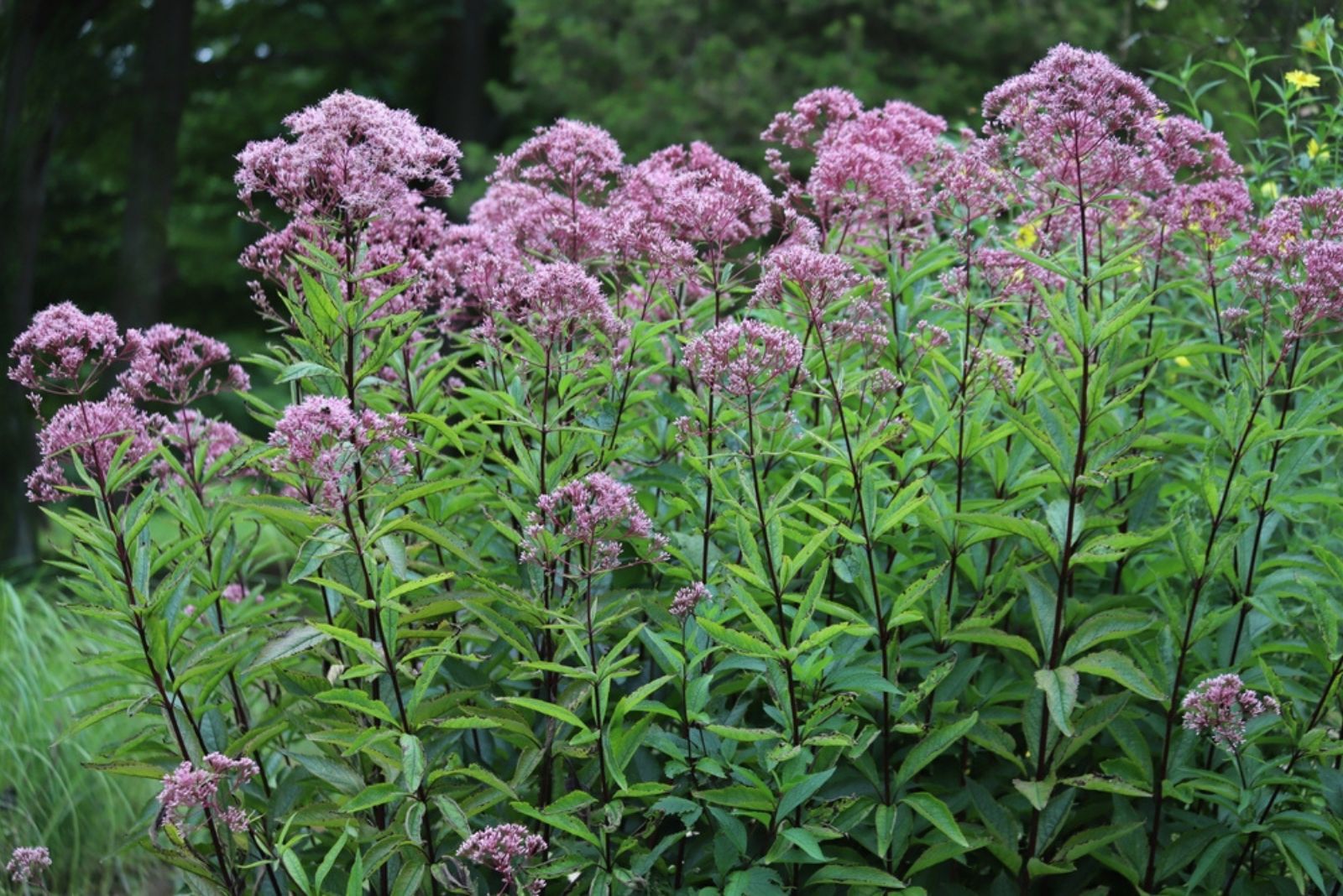 lowering purple Joe-Pye weed