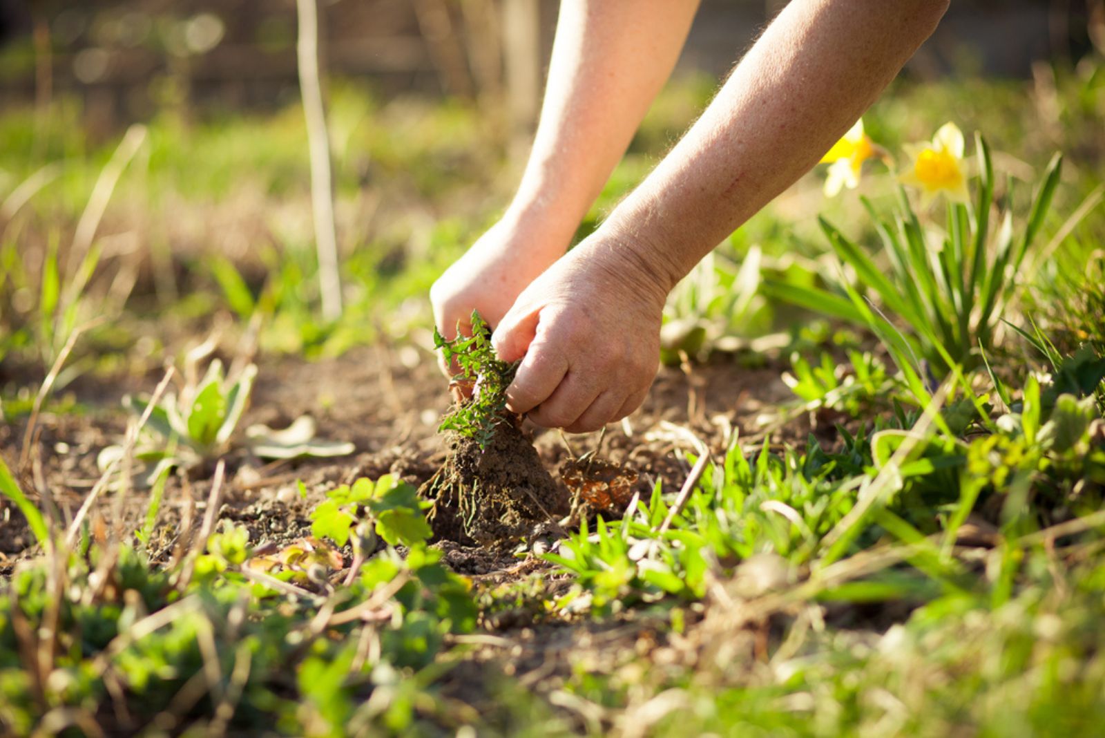 man pulling weed from garden