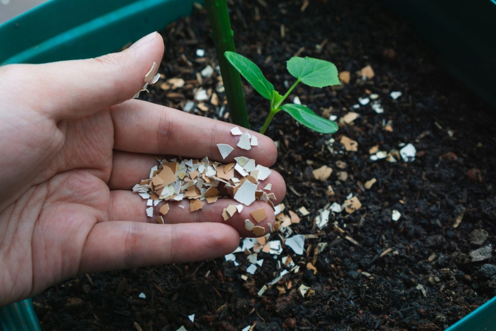 man using crushed egg shells for plant