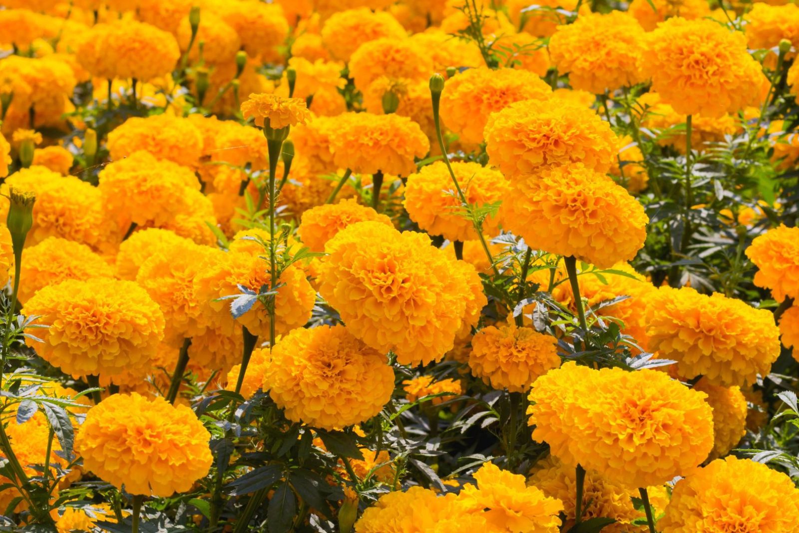 marigolds