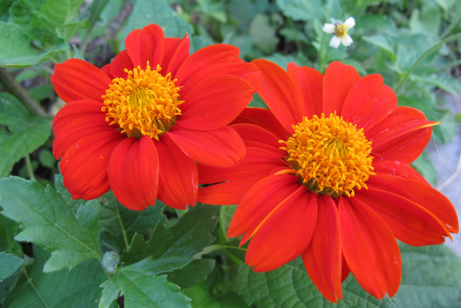 mexican sunflowers