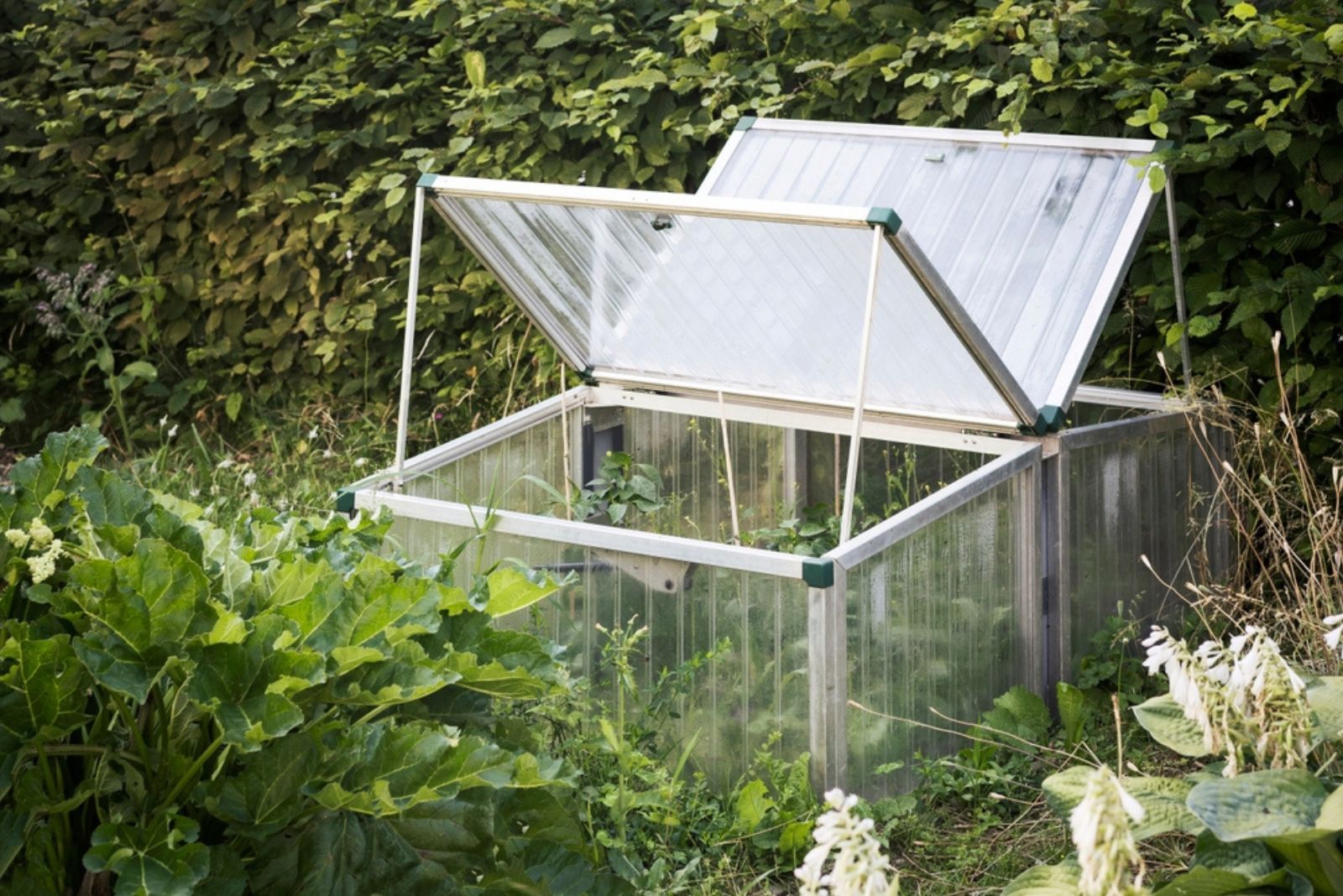 mini greenhouse