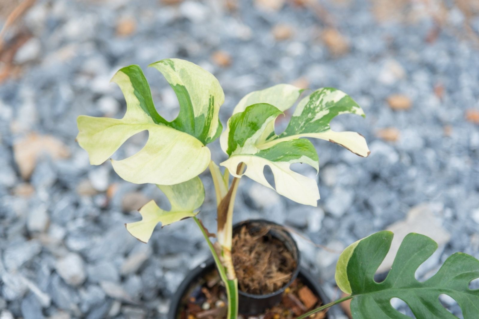 mini monstera