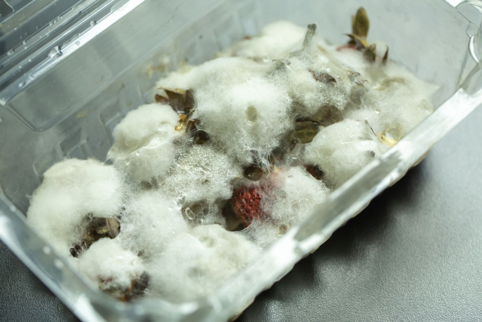 mold in plastic container