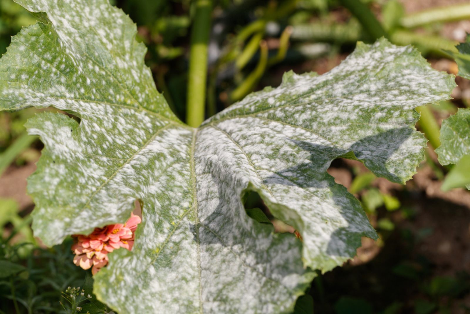 mold on leaf