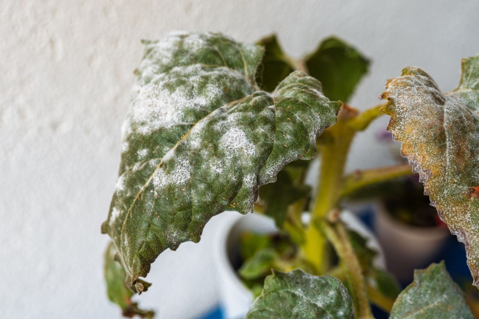 mold on potted plant