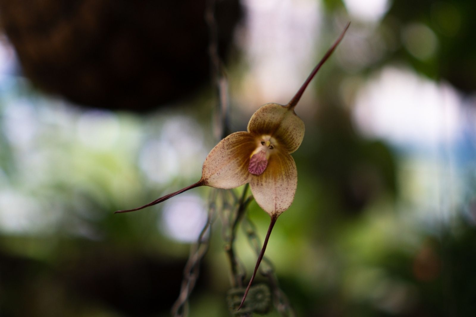 monkey face orchid