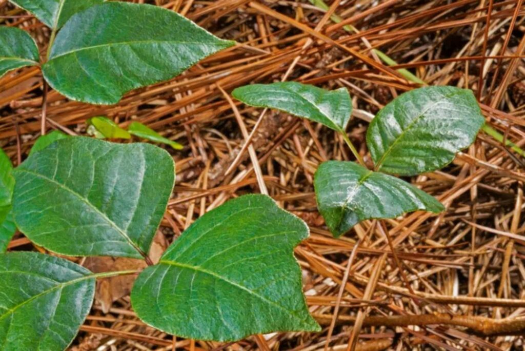 mulch around ivy