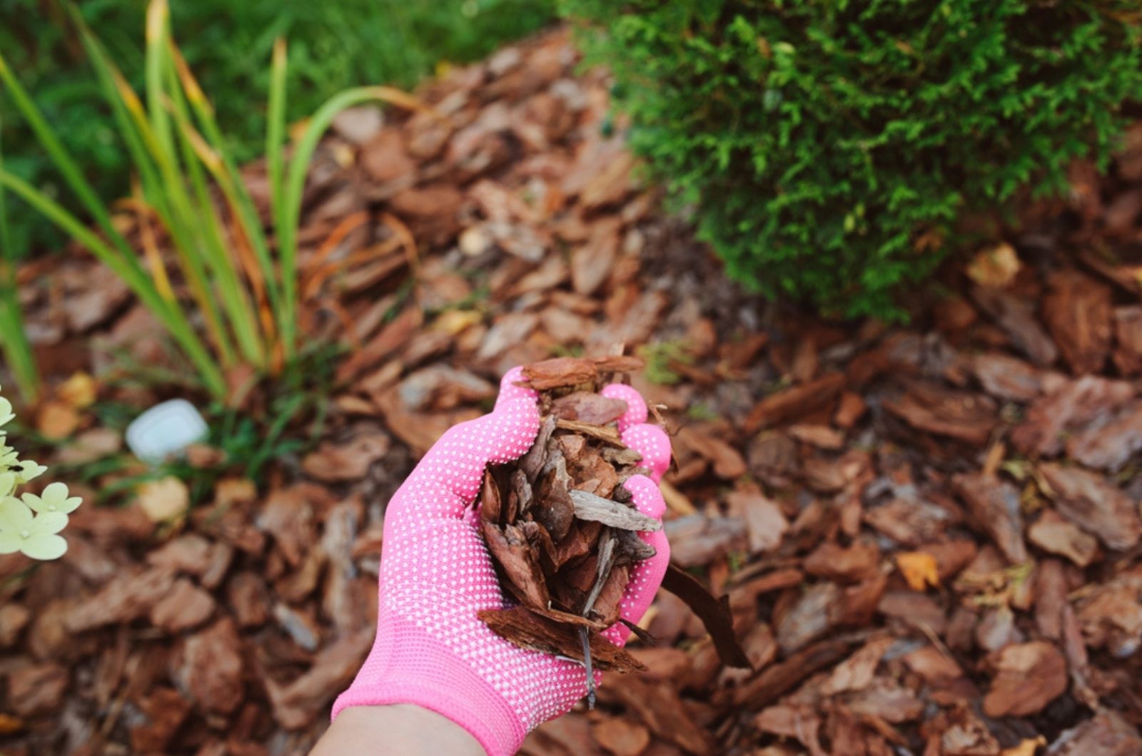 mulching garden beds