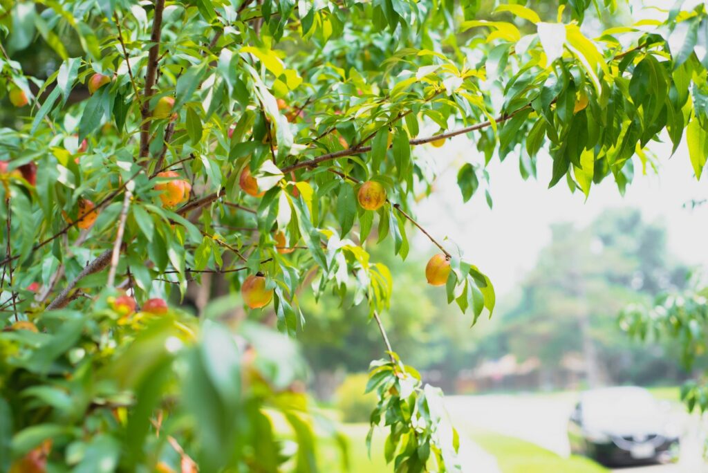 nectarines on the tree