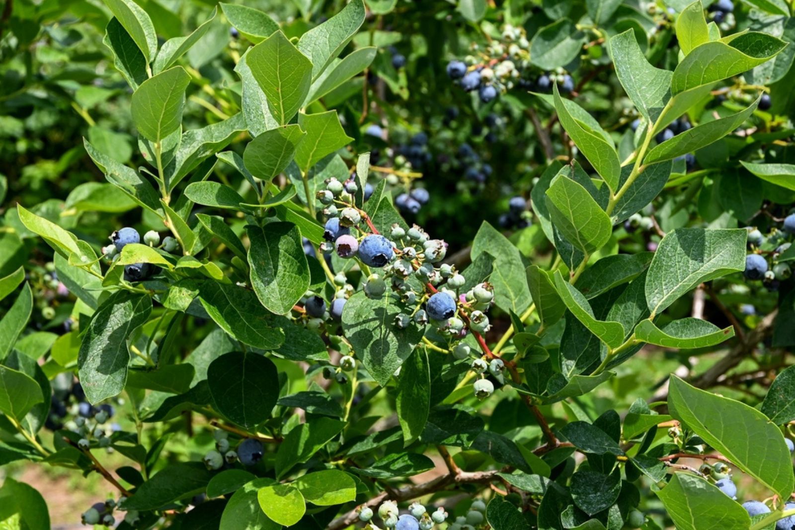 northblue blueberry