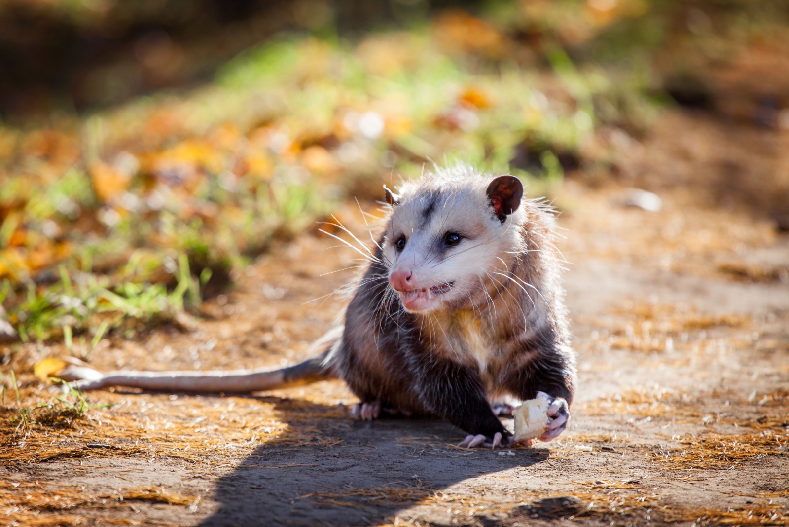 opossum eating