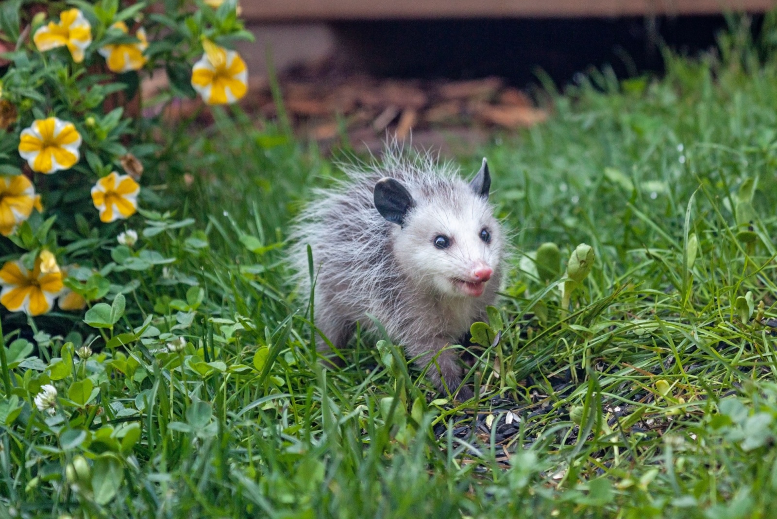 opossum in garden