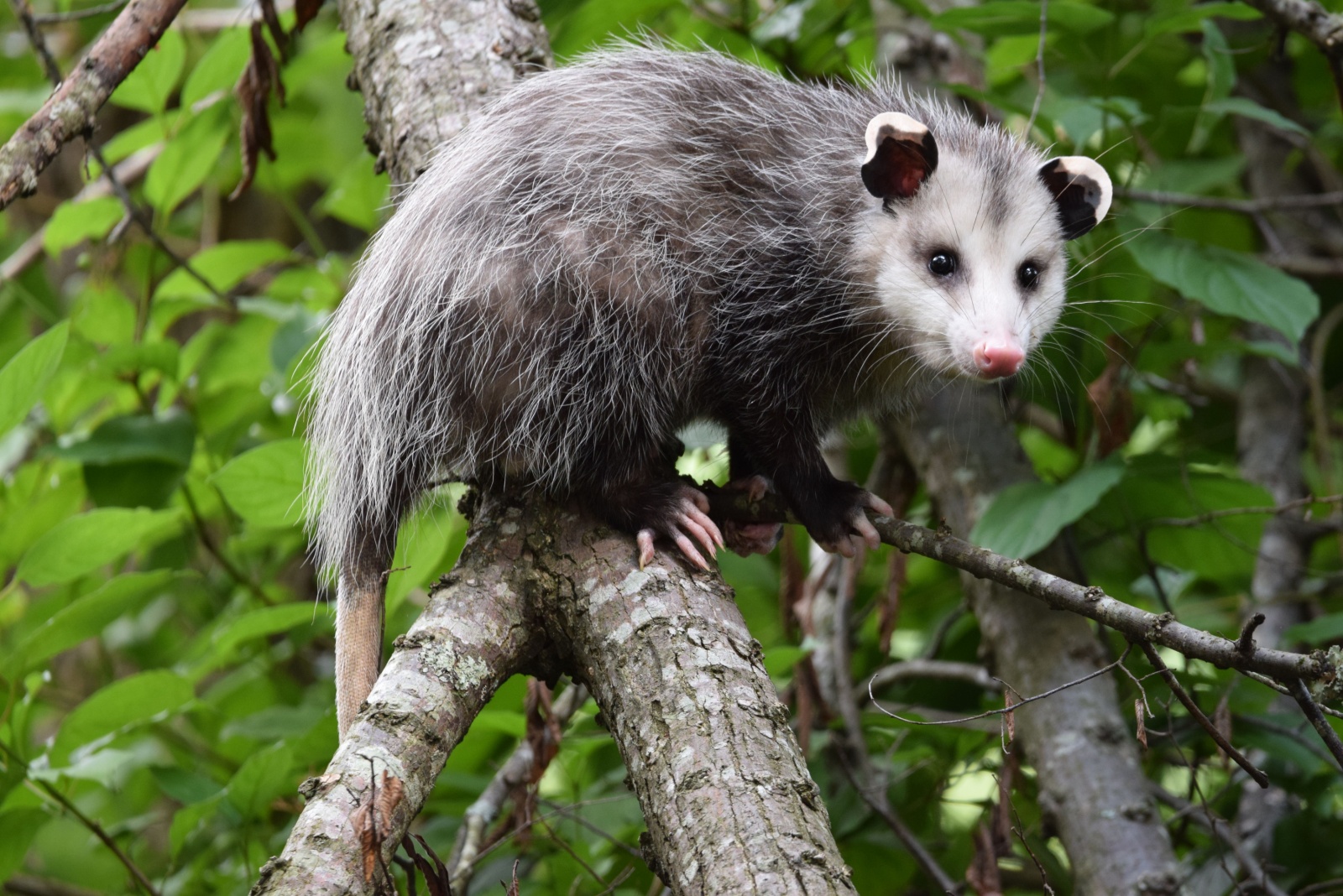 opossum on a tree