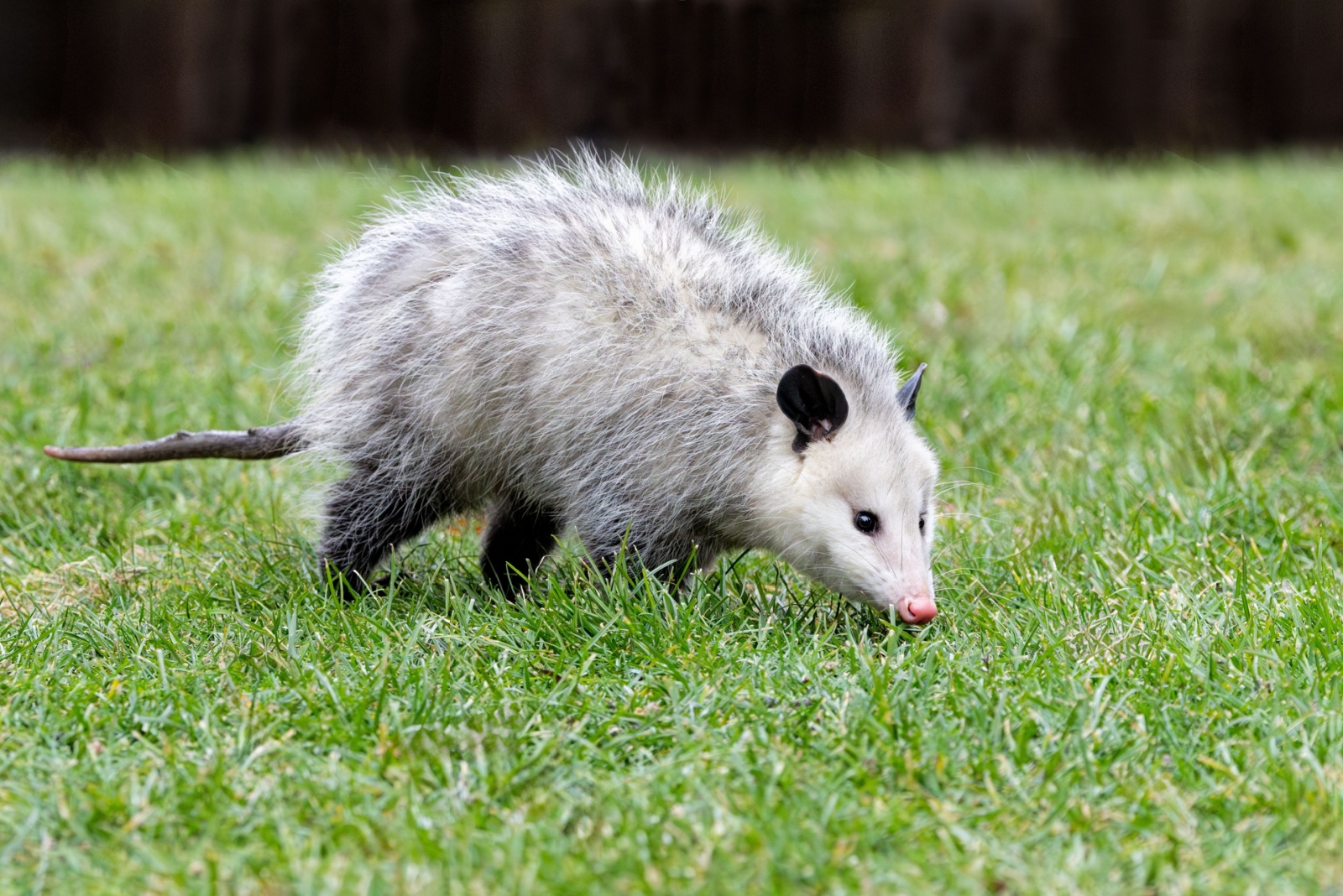 opossum on grass