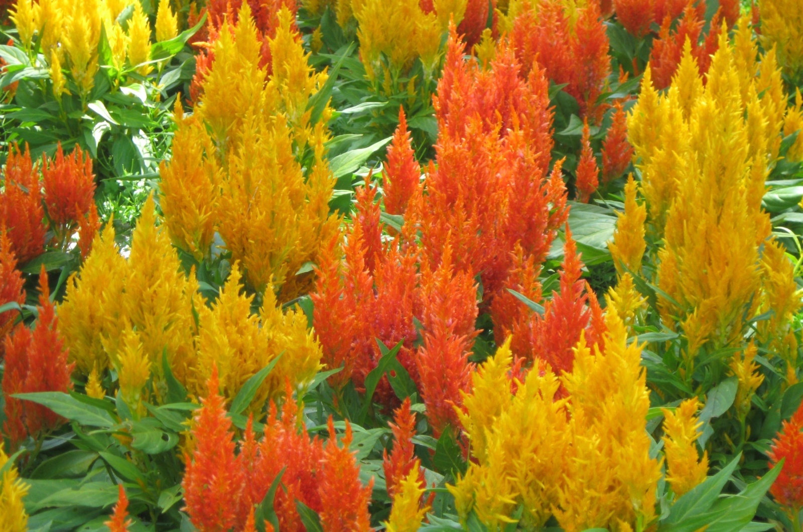 orange astilbe