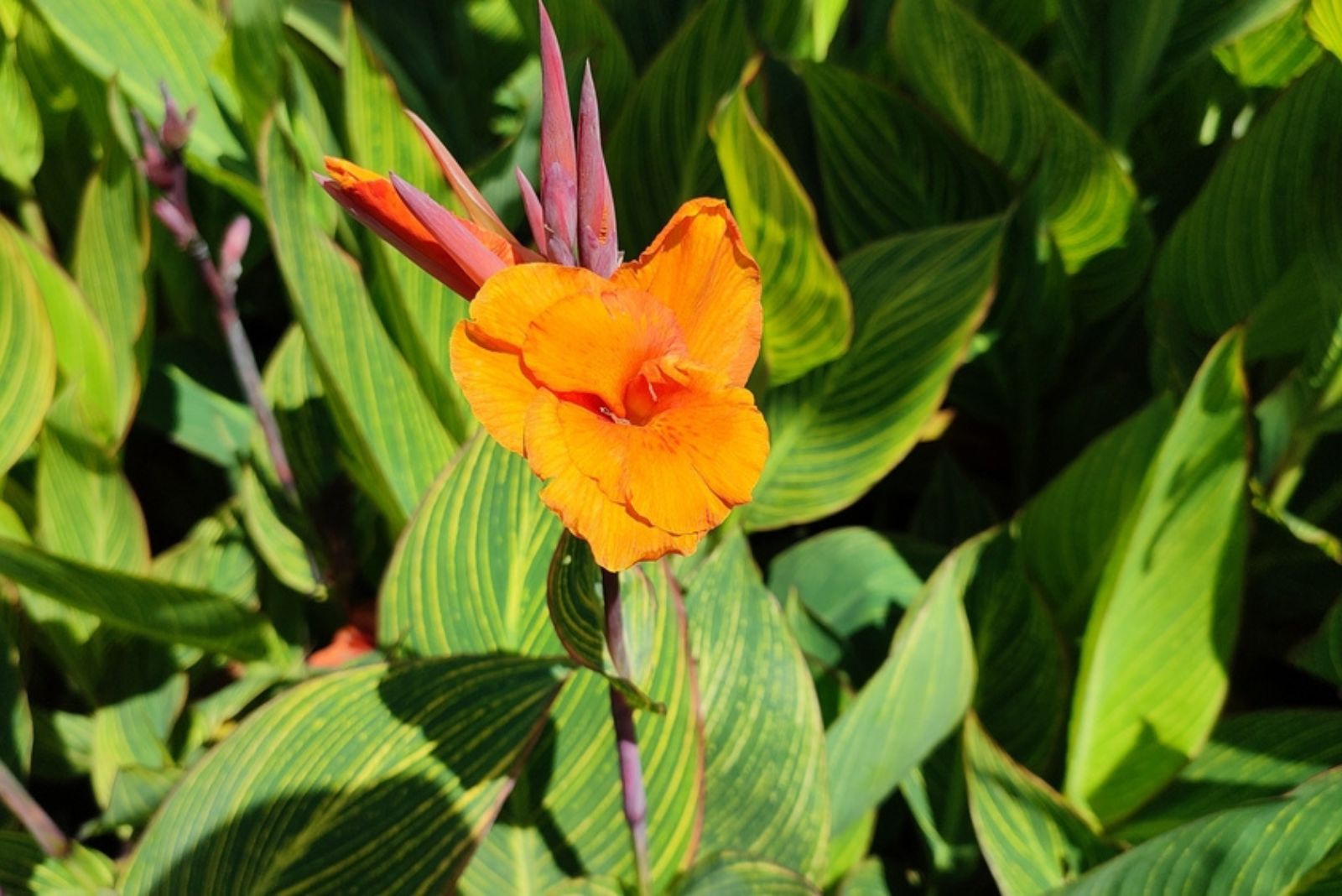 orange canna lilly