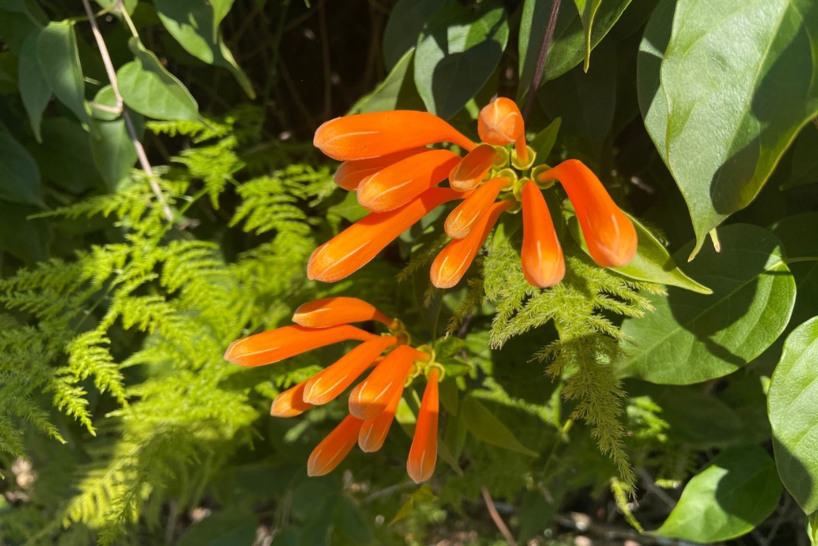 orange climbing honeysuckle