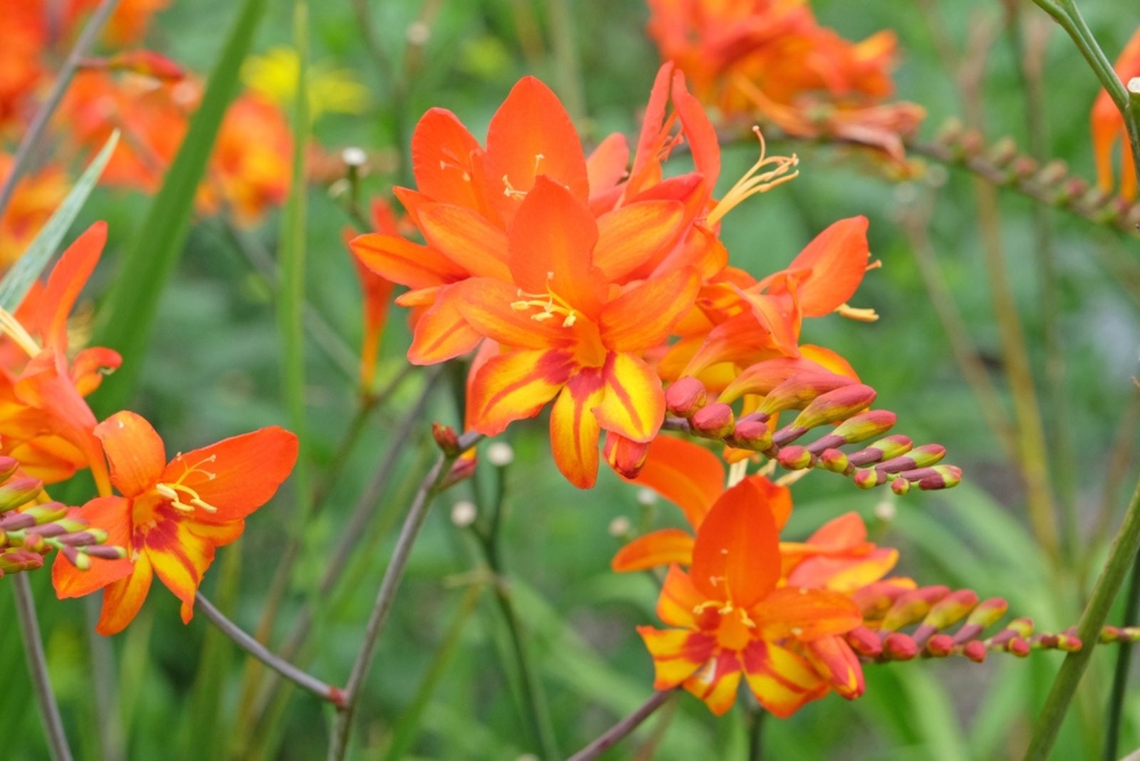 orange crocsmia