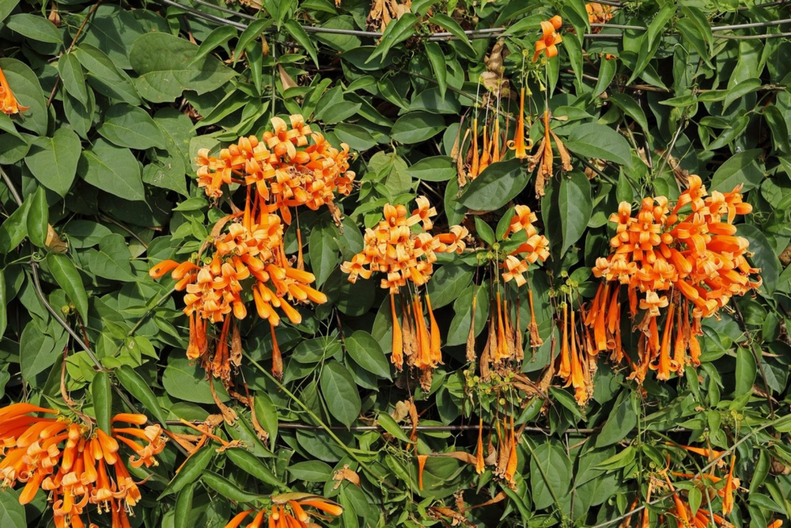 orange firecracker plant