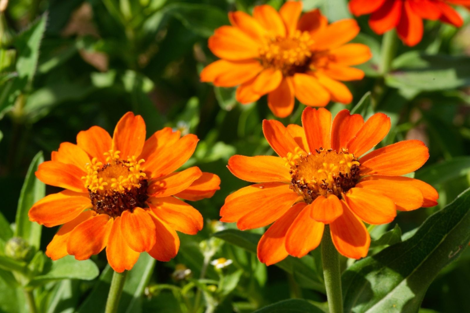 orange zinnias