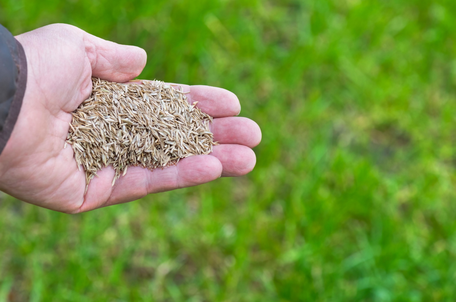 overseeding the lawn