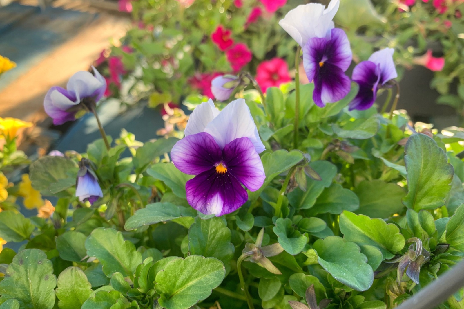 pansy flowers