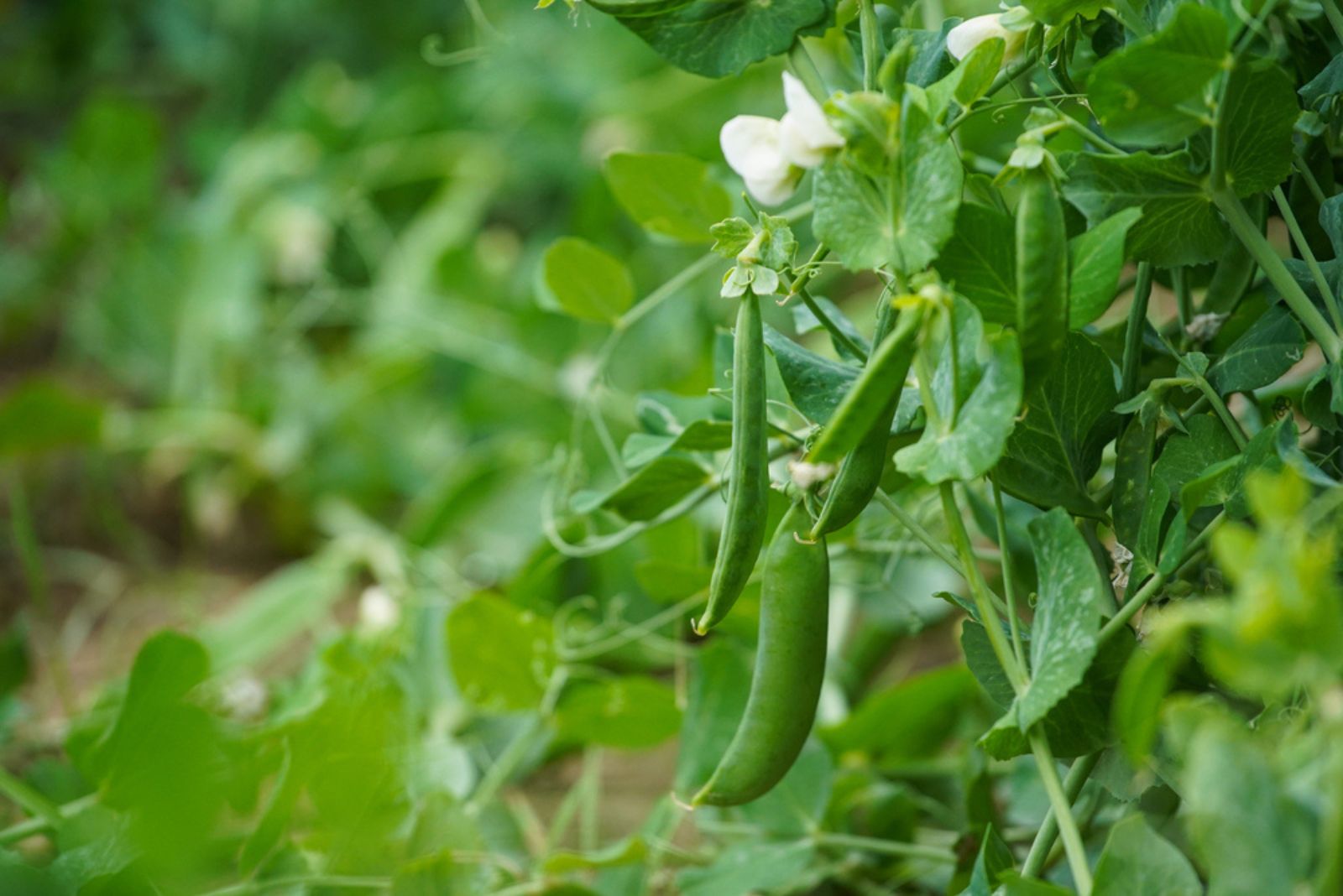 pea plant in garden