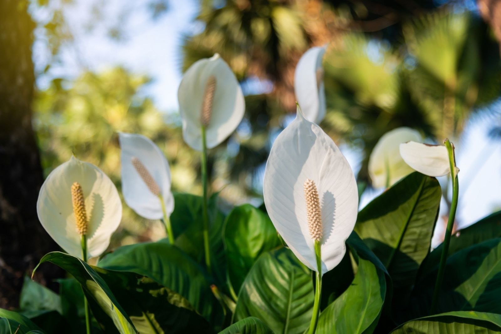 peace lily