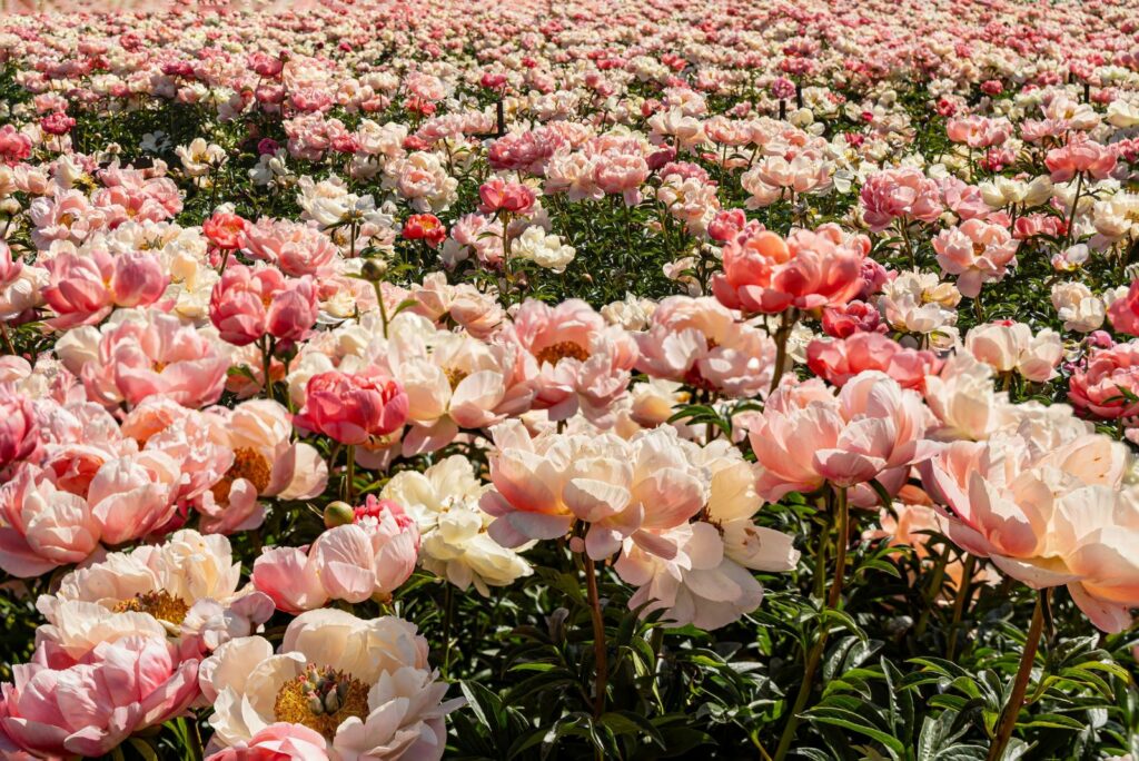 peony flowers in spring bloom