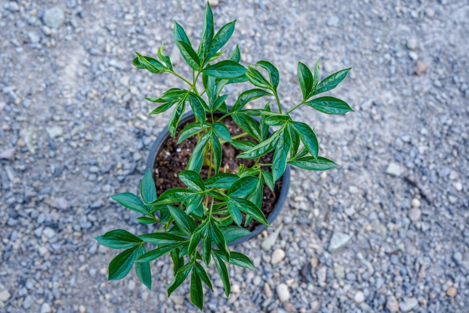 peony plant in a pot