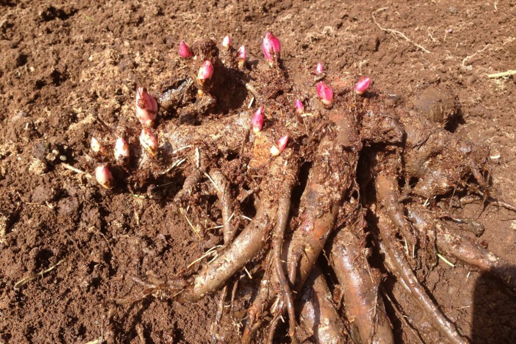 peony seedlings