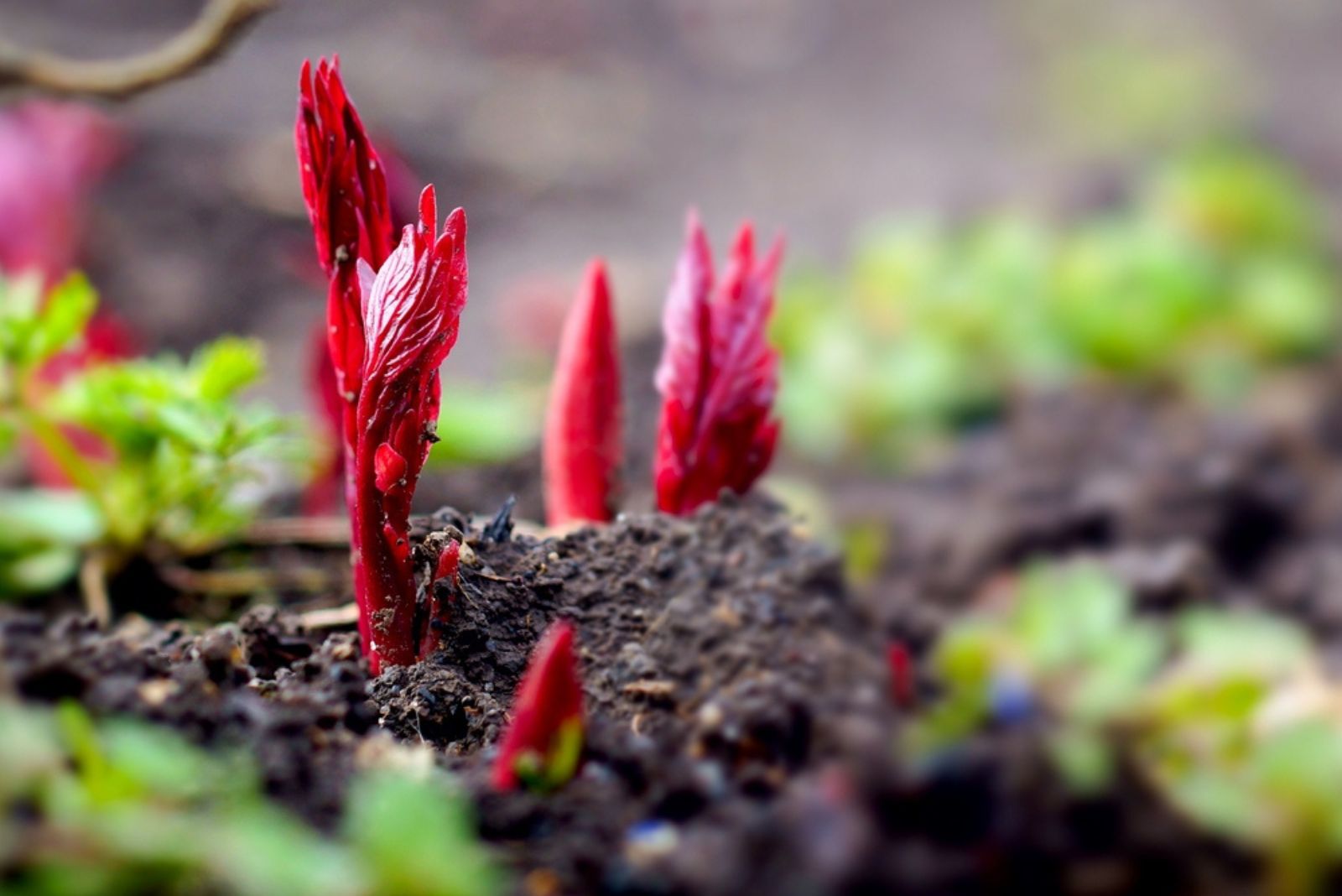 peony sprouts