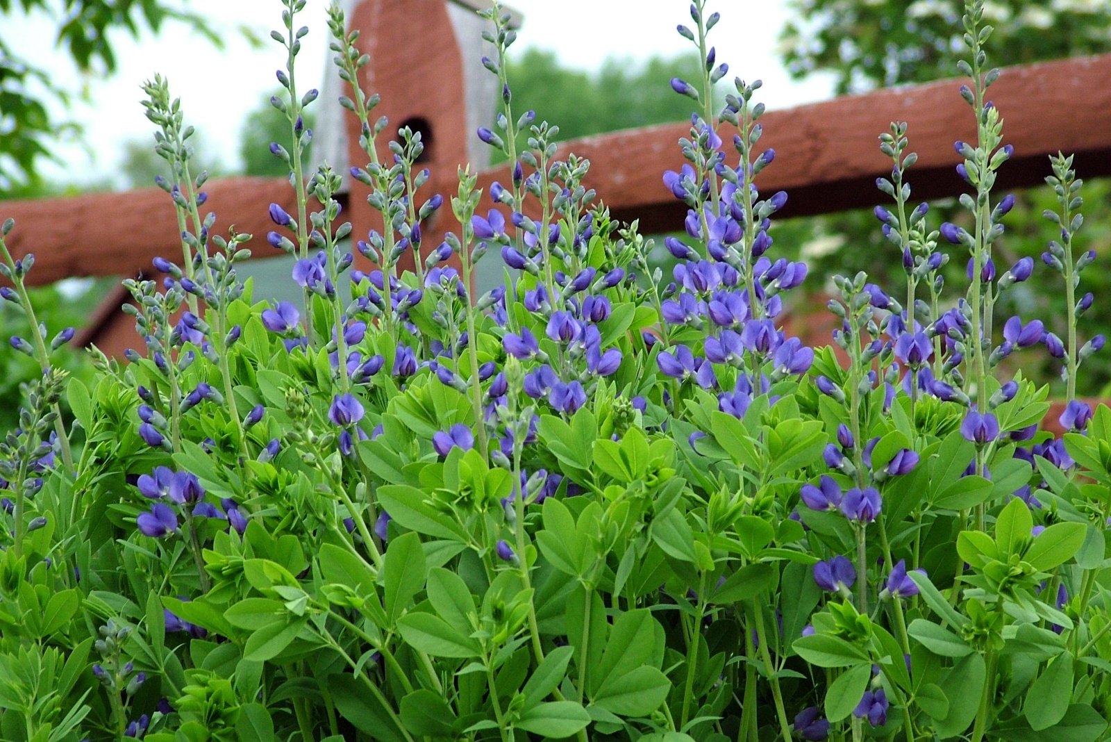 photo of blue false indigo