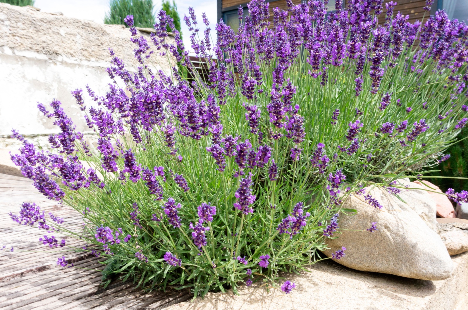 photo of lavender