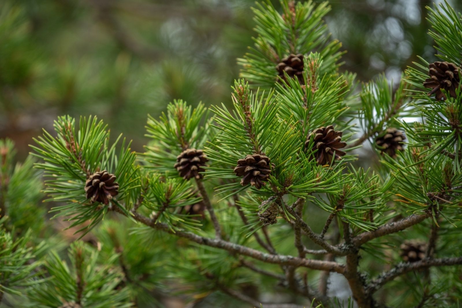 pine tree